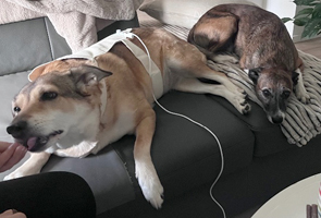 Nala bei der Bioresonanztherapie zur Harmonisierung am Gerät angeschlossen mit Stoff-Detektor